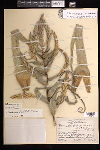 Tillandsia streptophylla image
