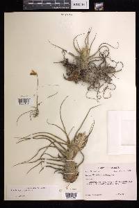 Tillandsia pruinosa image