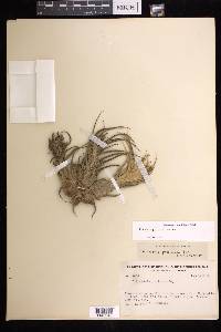 Tillandsia pruinosa image