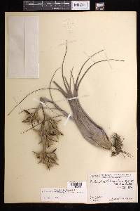 Tillandsia variabilis image