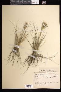 Tillandsia schiedeana image