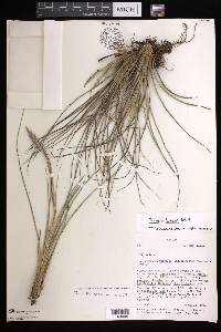 Tillandsia bartramii image