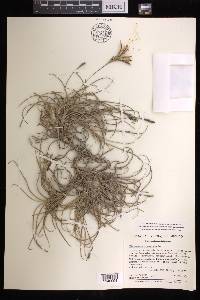 Tillandsia recurvata image