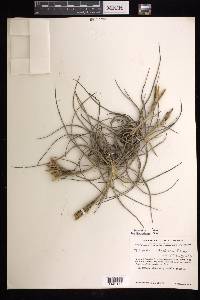 Tillandsia schiedeana image