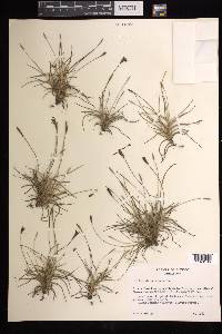 Tillandsia recurvata image