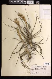 Tillandsia schiedeana image