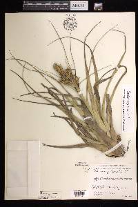 Tillandsia polystachia image