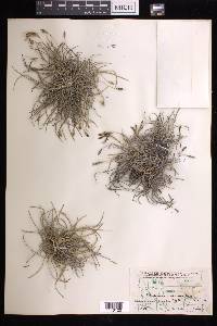 Tillandsia recurvata image