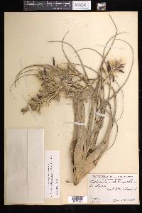 Tillandsia variabilis image