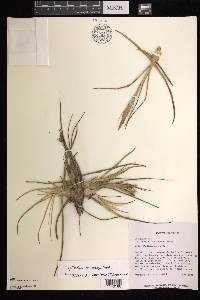 Tillandsia schiedeana image