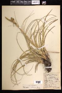 Tillandsia polystachia image