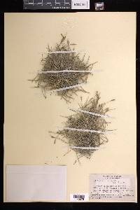 Tillandsia recurvata image