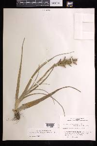 Tillandsia variabilis image