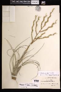 Tillandsia utriculata image