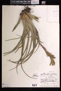 Tillandsia variabilis image