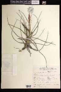 Tillandsia schiedeana image