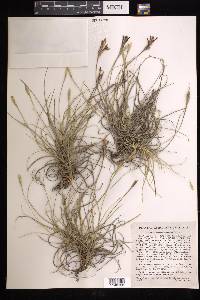 Tillandsia recurvata image