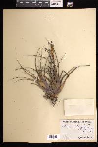 Tillandsia polystachia image