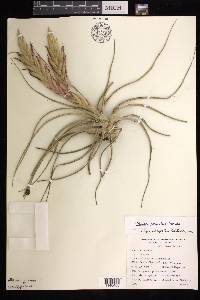 Tillandsia concolor image