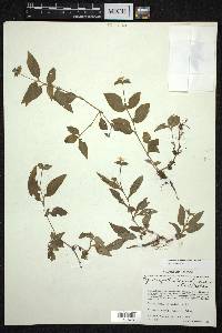 Tradescantia commelinoides image