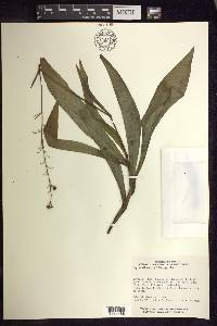 Thyrsanthemum goldianum image