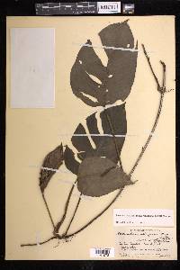 Monstera adansonii subsp. laniata image