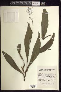 Thyrsanthemum goldianum image