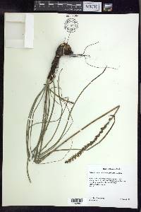 Schoenocaulon caricifolium image