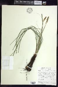 Schoenocaulon caricifolium image