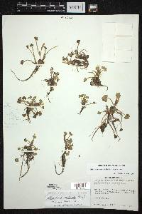 Heteranthera reniformis image