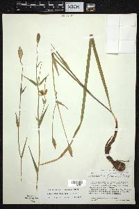Calochortus spatulatus image