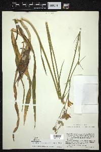 Prochnyanthes mexicana image
