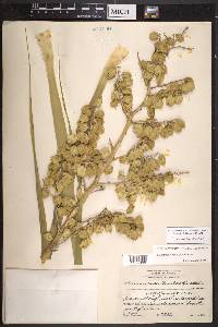 Beaucarnea pliabilis image