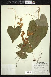 Dioscorea sparsiflora image
