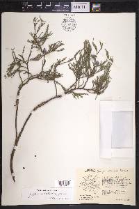 Juniperus flaccida image