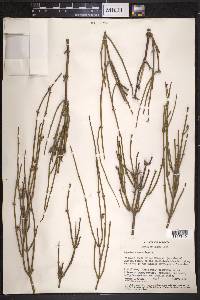 Ephedra aspera image