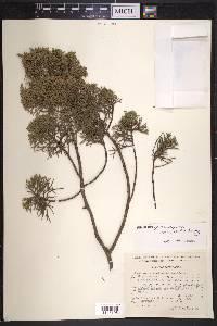 Juniperus monosperma image