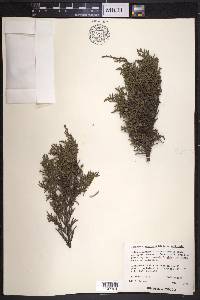 Juniperus monticola image