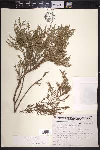 Juniperus poblana image