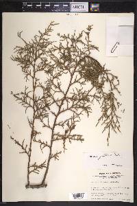 Juniperus deppeana image