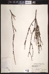 Ephedra californica image