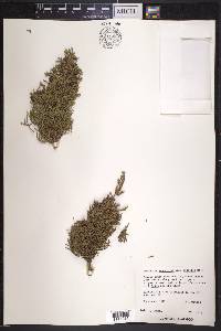 Juniperus monosperma image