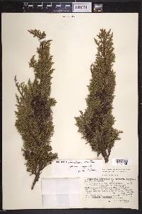 Juniperus monticola image