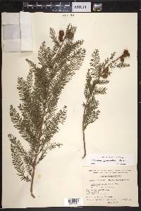 Taxodium mucronatum image