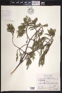 Juniperus martinezii image