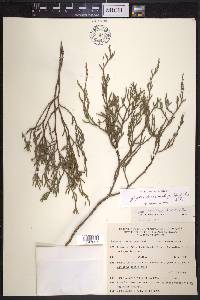Juniperus flaccida var. martinezii image