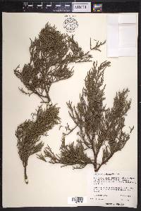 Juniperus deppeana var. gamboana image