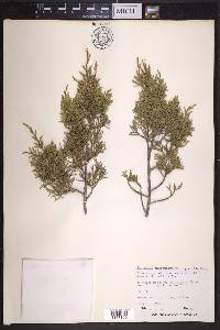 Juniperus monosperma image