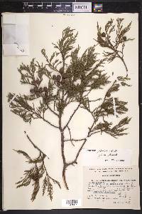 Juniperus flaccida image