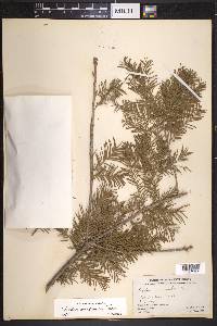 Taxodium mucronatum image